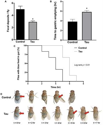 Altered Gut Microbial Load and Immune Activation in a Drosophila Model of Human Tauopathy